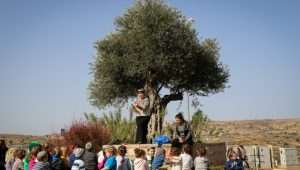 Eine Kindergärtnerin zeigt jüdischen Kindern vor ihrem Kindergarten in der jüdischen Siedlung Efrat einige Wochen vor dem bevorstehenden Chanukka-Fest, wie man Olivenöl herstellt, das zum Anzünden der Chanukka-Kerze verwendet wird. Foto von Gershon Elinson/FLASH90