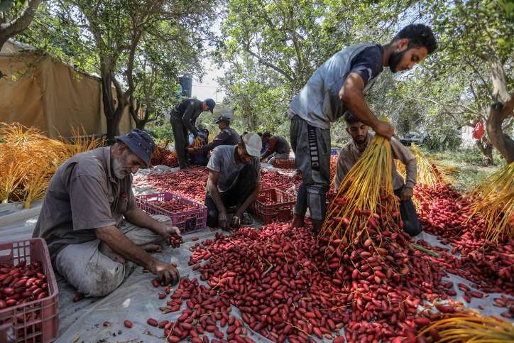 Dattelpalmen. Palästinensische Bauern ernten Datteln in Khan Younis im südlichen Gazastreifen, am 2. Oktober 2022.