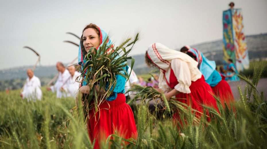 Schriftrolle Ruth: Die Geschichte von Rut und Naomi wird in der jüdischen Tradition an Schawuot gelesen. Hier sehen wir eine moderne Schawuot/Pfingst-Erntezeremonie im Kibbutz Ramat Yochanan. Foto: Hadas Parush/Flash90