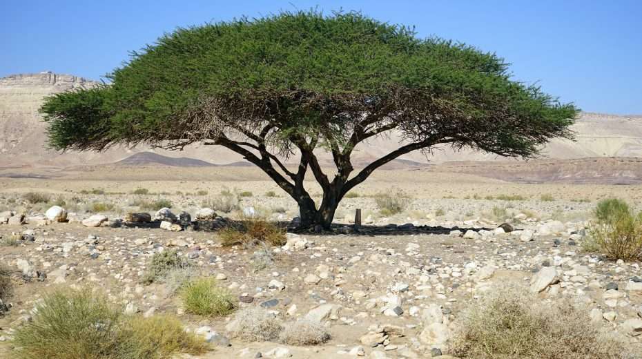 Der Akazienbaum Israel Heute