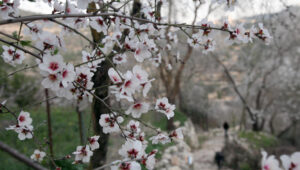 Tu B'Shevat