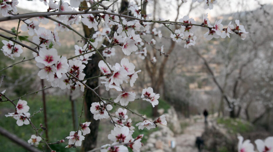 Tu B'Shevat