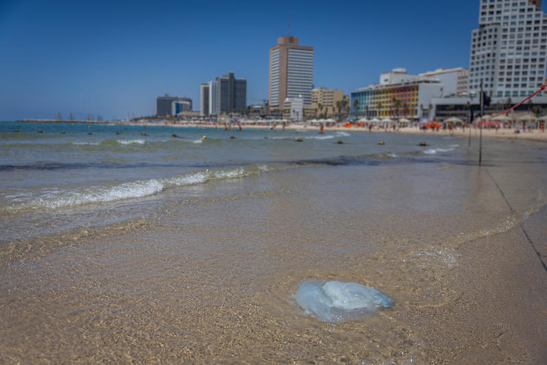 Quallen liegen am 20. Juni 2025 am Strand von Tel Aviv im Sand. Foto: Chaim Goldberg/Flash90