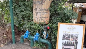 Simon Winery
